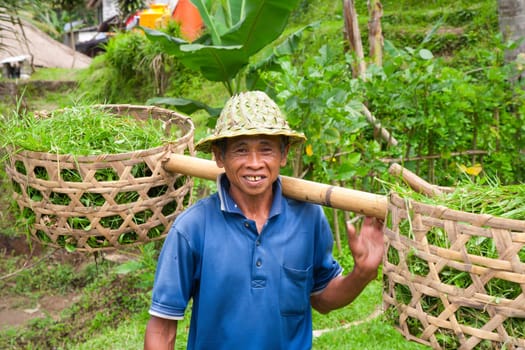 Rice farmer Wajan Kantun on his rice fields in Tegallalang, Bali , Indonesia