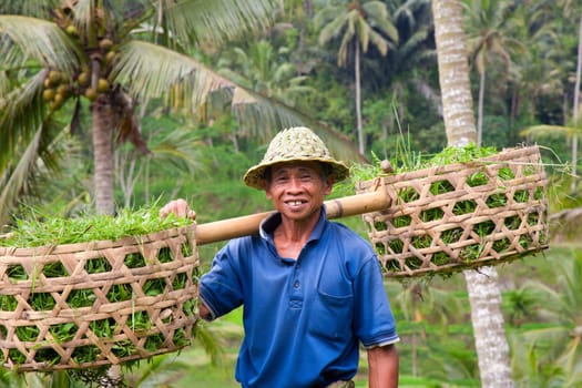 Rice farmer Wajan Kantun on his rice fields in Tegallalang, Bali , Indonesia