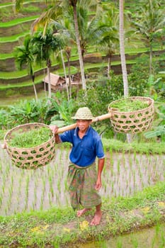 Rice farmer Wajan Kantun on his rice fields in Tegallalang, Bali , Indonesia