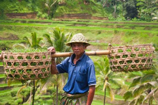 Rice farmer Wajan Kantun on his rice fields in Tegallalang, Bali , Indonesia