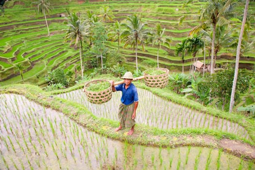 Rice farmer Wajan Kantun on his rice fields in Tegallalang, Bali , Indonesia
