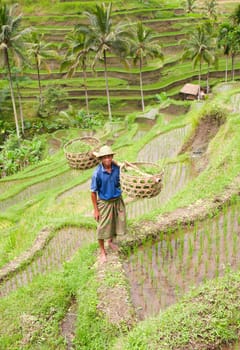Rice farmer Wajan Kantun on his rice fields in Tegallalang, Bali , Indonesia