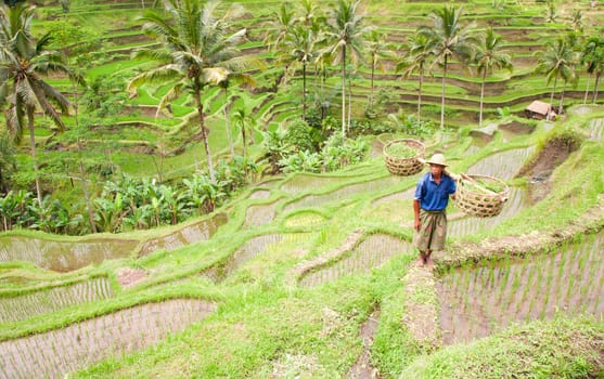 Rice farmer Wajan Kantun on his rice fields in Tegallalang, Bali , Indonesia