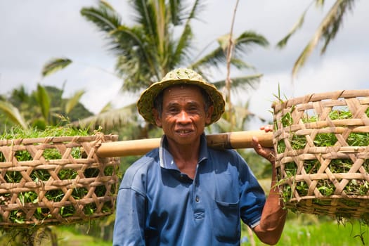 Rice farmer Wajan Kantun on his rice fields in Tegallalang, Bali , Indonesia