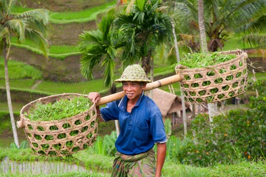 Rice farmer Wajan Kantun on his rice fields in Tegallalang, Bali , Indonesia