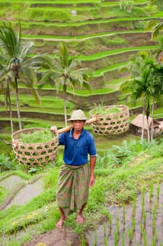Rice farmer Wajan Kantun on his rice fields in Tegallalang, Bali , Indonesia