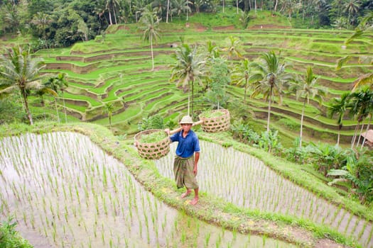 Rice farmer Wajan Kantun on his rice fields in Tegallalang, Bali , Indonesia