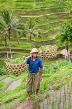Rice farmer Wajan Kantun on his rice fields in Tegallalang, Bali , Indonesia