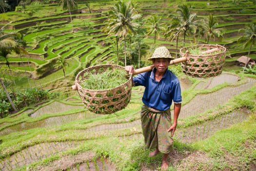 Rice farmer Wajan Kantun on his rice fields in Tegallalang, Bali , Indonesia