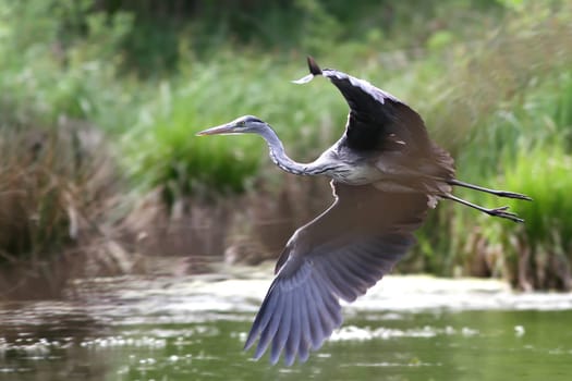 Ardea cinerea - The grey heron