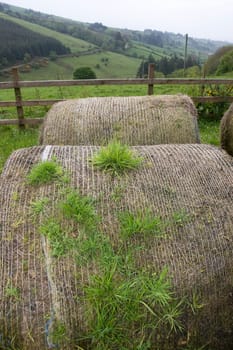 old round bales in lush irish countryside landscape at glenough county tipperary ireland