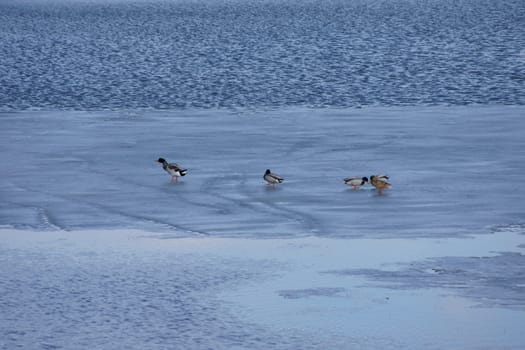 Enten auf einem halb zugefrorenen Teich.