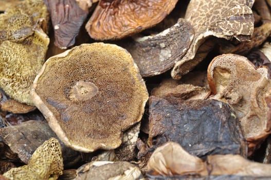 Dried mushrooms as a background