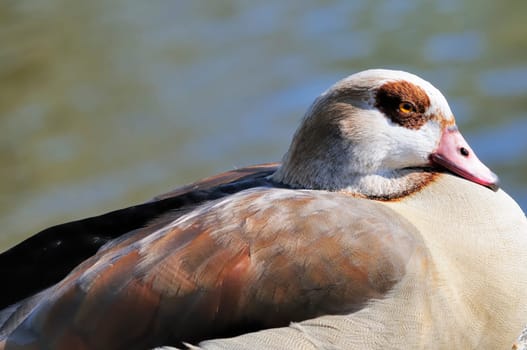 Egyptian goose