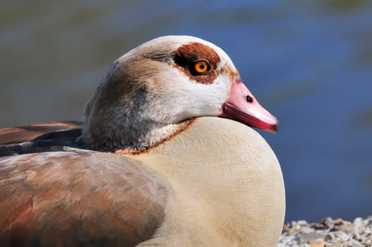 Egyptian goose