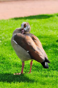 Egyptian goose