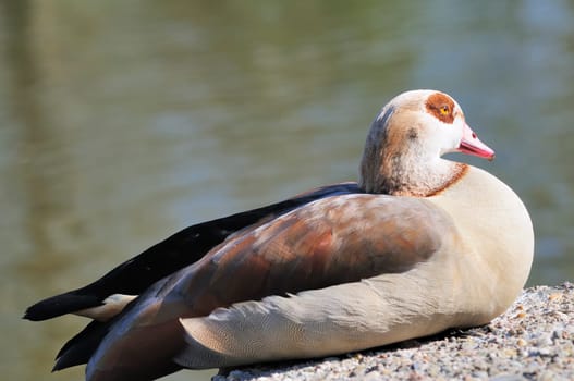 Egyptian goose