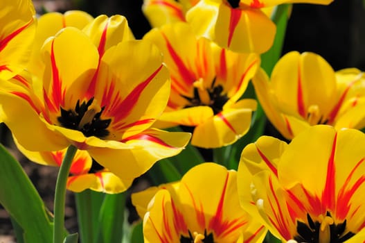 Tulips