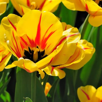 Tulips