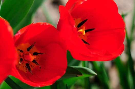 Tulips