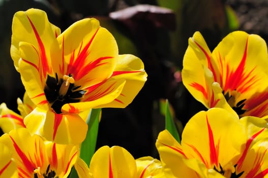 Tulips