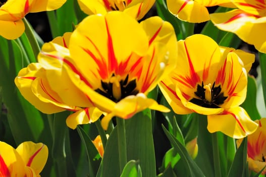 Tulips