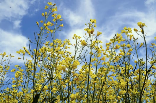 Rapeseed flowers
