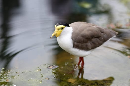 Details of a masked lapwing in grassland in captivity.
