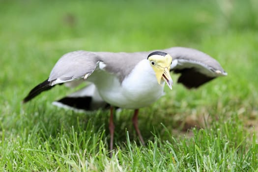 Details of a masked lapwing in grassland in captivity.