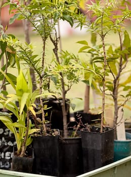 Australian tubestock rainforest native nursery plants