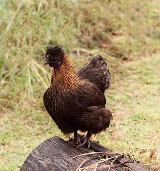 Organic poultry bantam hen small egg layer free range chicken