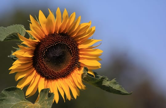 In the sunlight