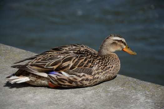 Wild duck