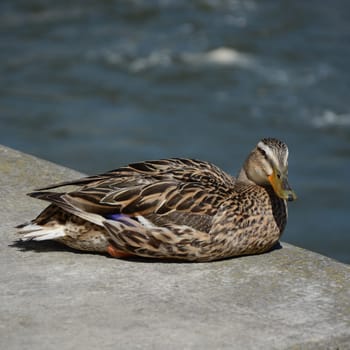 Wild duck