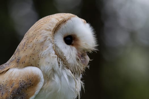 Barn owl
