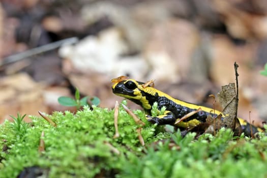 Fire salamanders in the Kellerwald National Park