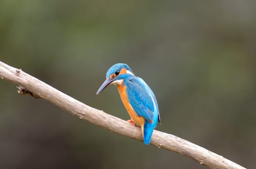 Kingfisher ready for fishing a fish