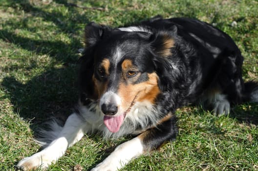 Border collie lying on the lawn after the race