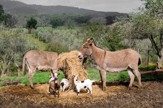 donkeys and goats on the hills of Tuscany