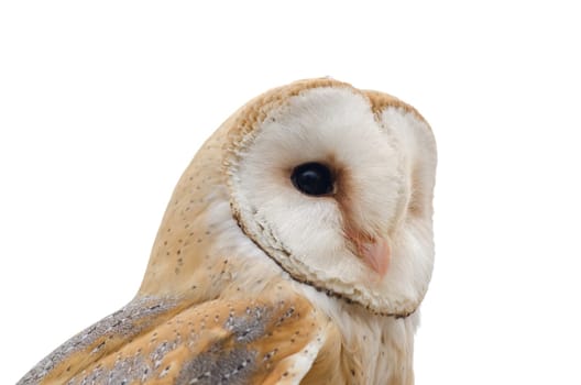 closeup of an barn owl with white background