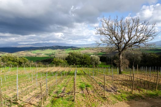 rows of a vineyard in the hills of Tuscany