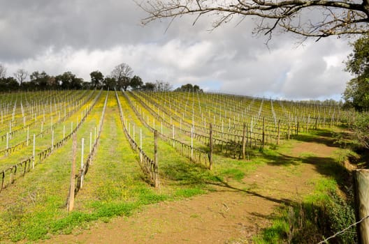 rows of a vineyard in the hills of Tuscany