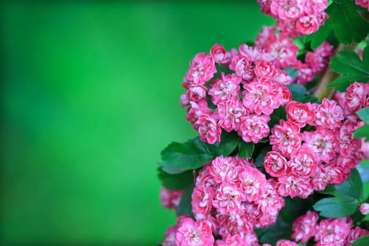 tree flowers