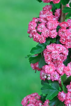 tree flowers