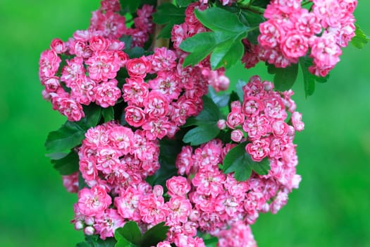 tree flowers