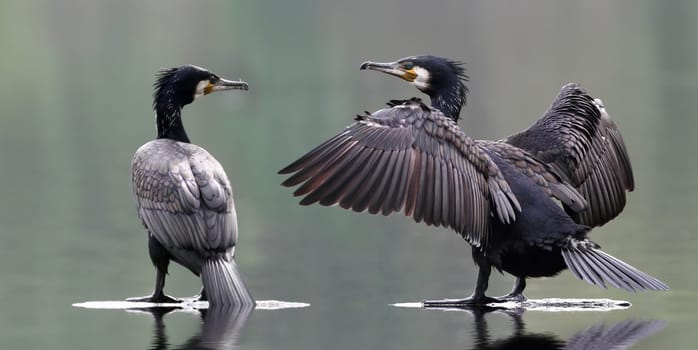 Phalacrocorax carbo - The Cormorant