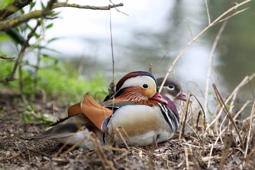 Details of a couple of mandarin ducks lying on the floor in front of a pond.