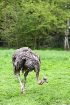 Details of an ostrich in captivity in grassland.
