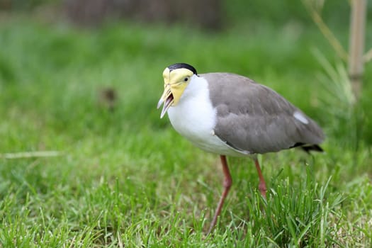 Details of a masked lapwing in grassland in captivity.