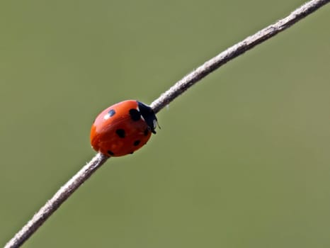 Ladybird on blade of grass